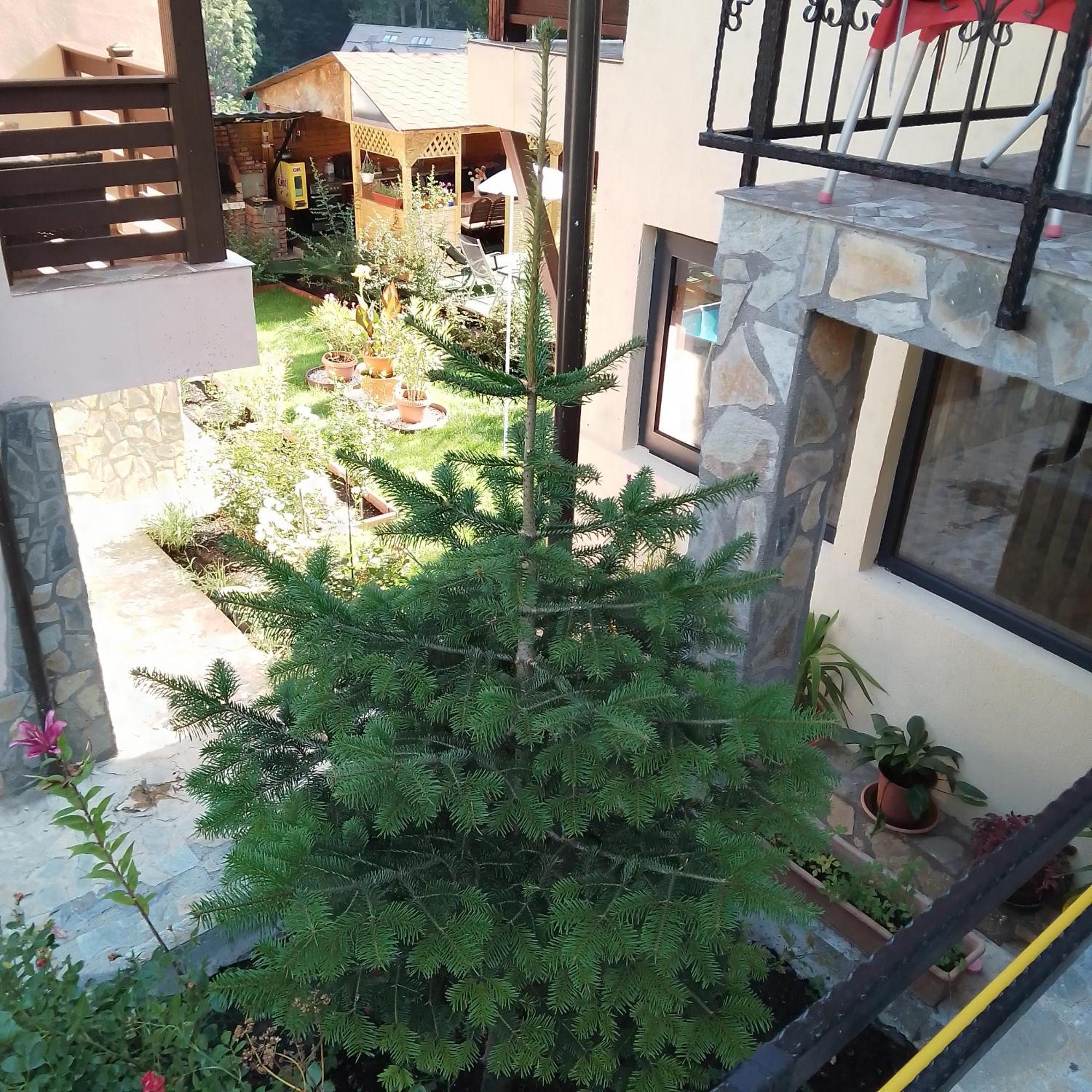 Casa Nicolas Buşteni Exterior foto